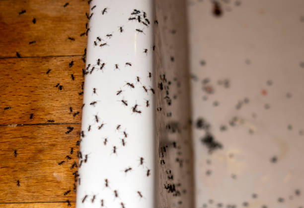 Best Pest Removal Services  in The Meadows, FL