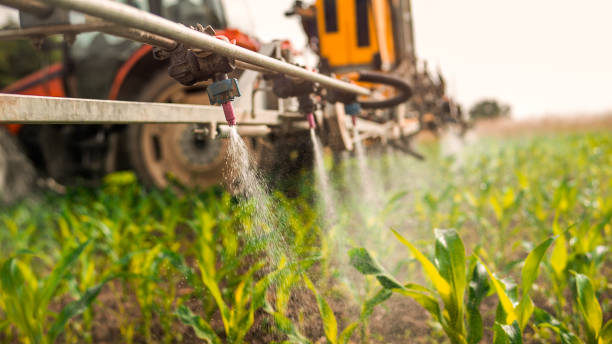 Best Ant Control Services  in The Meadows, FL